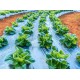 Plástico negro agrícola antihierbas especial hortalizas 0,90m ancho Galga 60